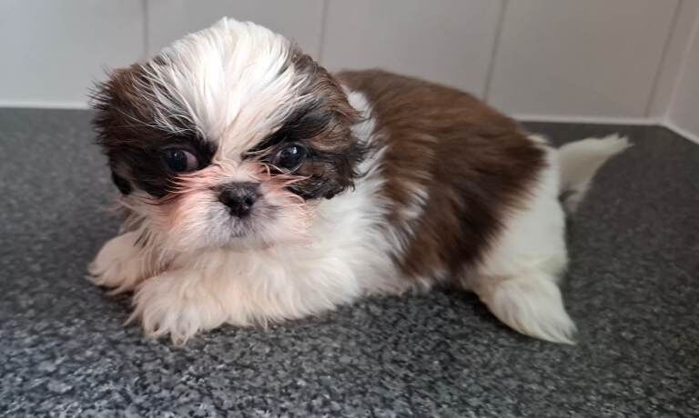 Shih tzu pups ready now - Image 2 of 4