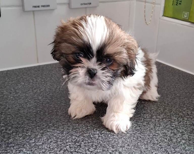 Shih tzu pups ready now - Image 3 of 4