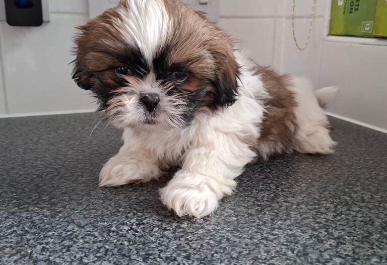 Shih tzu pups ready now - Image 4 of 4