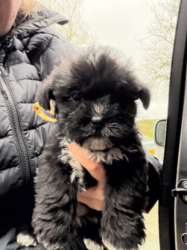 Shih Tzu Puppies For Sale Under £1,000