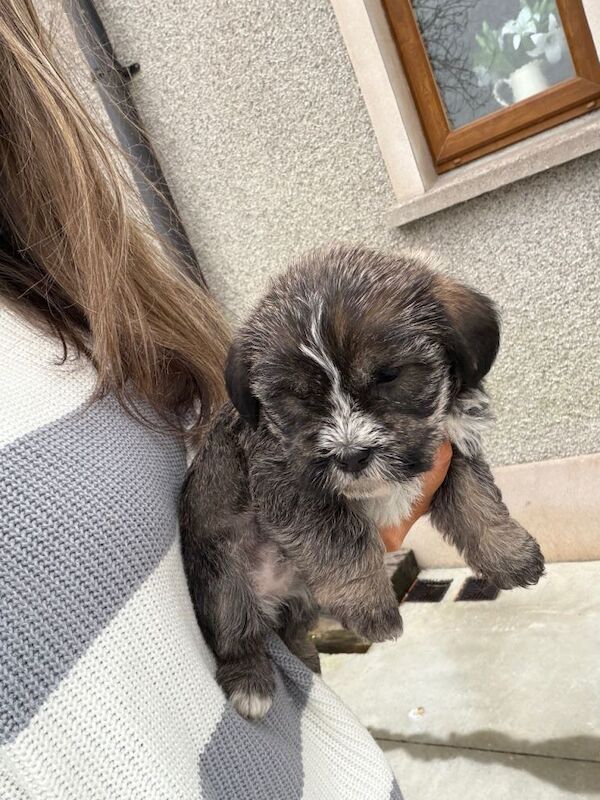 Shih Tzu puppies for sale in Keady, County Armagh – 8 weeks old - Image 2 of 3