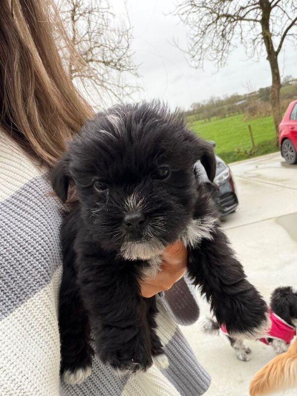 Shih Tzu puppies for sale in Keady, County Armagh – 8 weeks old - Image 3 of 3