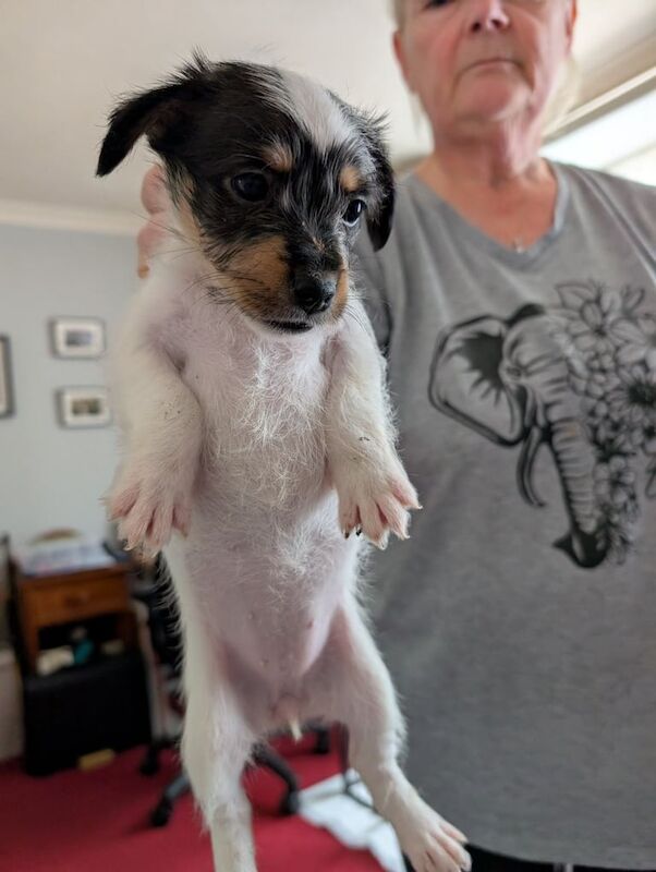 Shih Tzu puppies for sale in Plymouth, Devon – 6 weeks old - Image 2 of 3