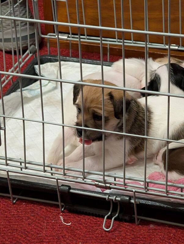 Shih Tzu puppies for sale in Plymouth, Devon – 6 weeks old - Image 3 of 3