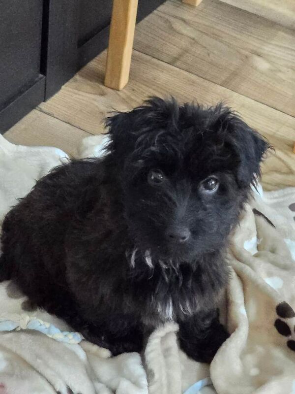 Shih Tzu/Toy Poodle
