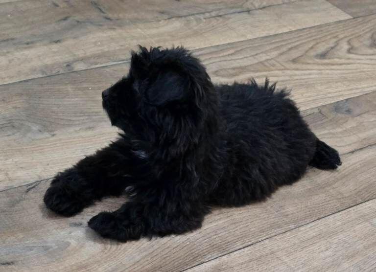 Shih Tzu/Toy Poodle - Image 2 of 4
