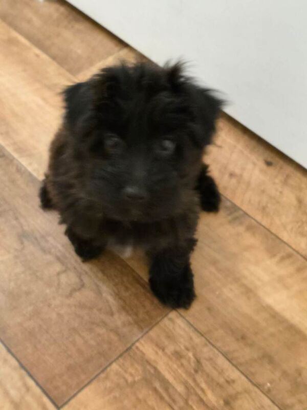 Shih Tzu/Toy Poodle - Image 3 of 4