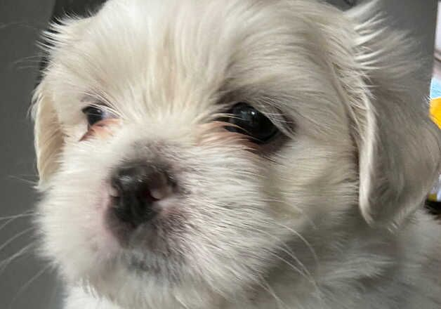 Shih Tzu puppies for sale in Exeter, Devon – 1 year old - Image 2 of 3