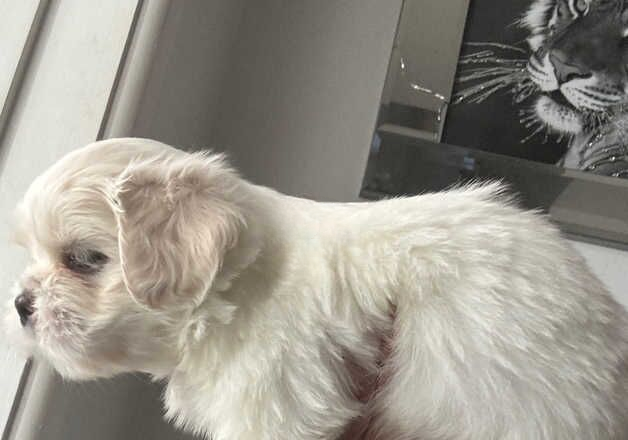 Shih Tzu puppies for sale in Exeter, Devon – 1 year old - Image 3 of 3