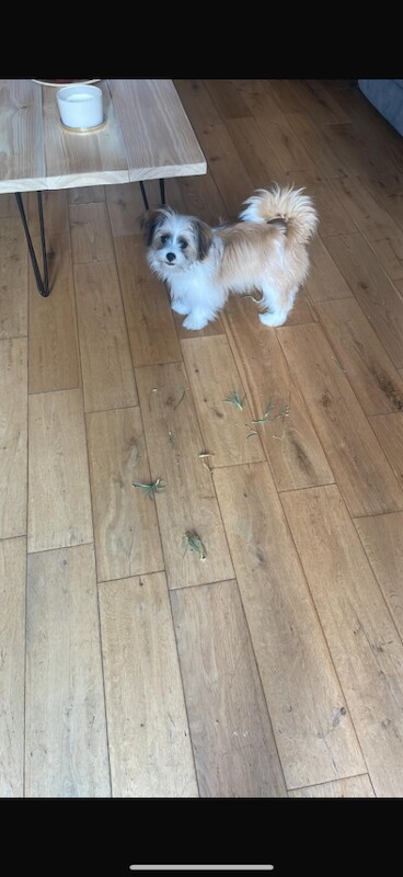 Shih Tzu x