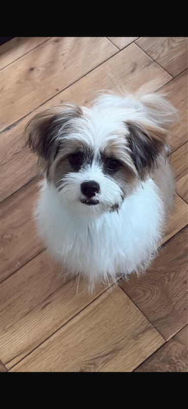 Shih Tzu x - Image 2 of 3