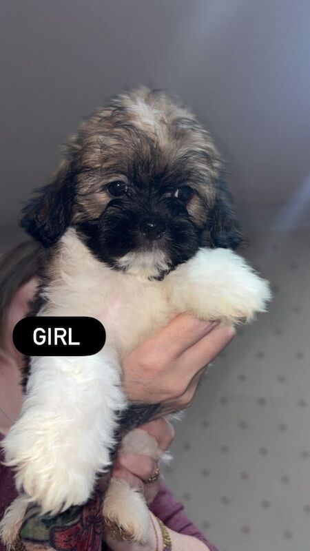 Shih Tzu puppies for sale in Aberdeen, City of Aberdeen – 8 weeks old