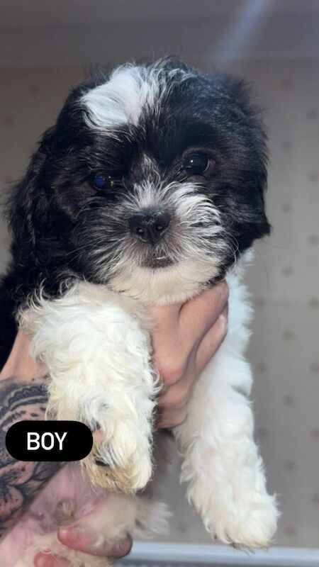 Shih Tzu puppies for sale in Aberdeen, City of Aberdeen – 8 weeks old - Image 2 of 3