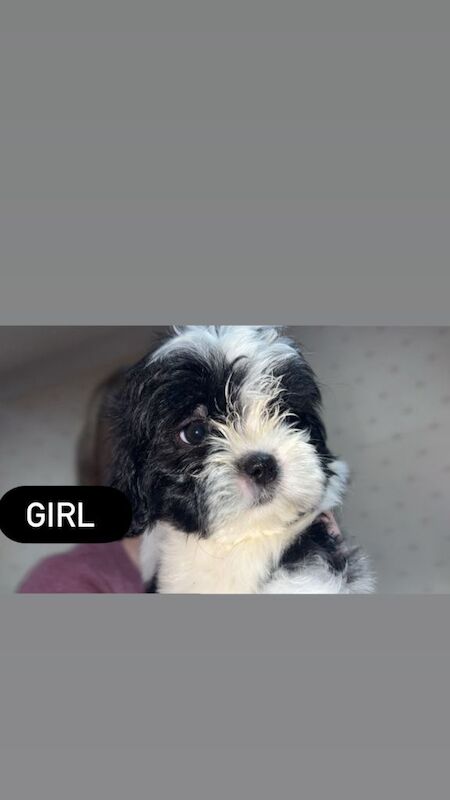 Shih Tzu puppies for sale in Aberdeen, City of Aberdeen – 8 weeks old - Image 3 of 3