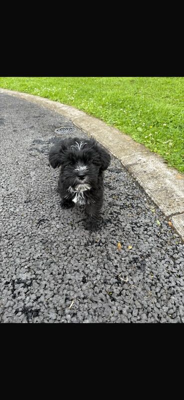Shih Tzu puppies for sale in Keady, County Armagh – 8 weeks old