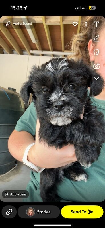 Shih Tzu puppies for sale in Keady, County Armagh – 8 weeks old - Image 2 of 3