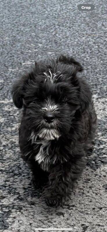 Shih Tzu puppies for sale in Keady, County Armagh – 8 weeks old - Image 3 of 3