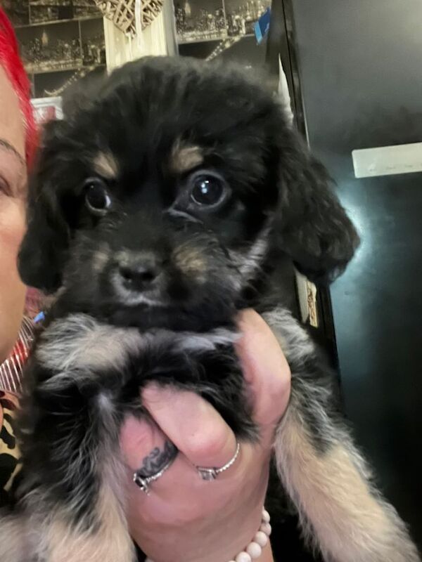 Shih Tzu x Chihuahua girls for sale 3 GIRLS LEFT