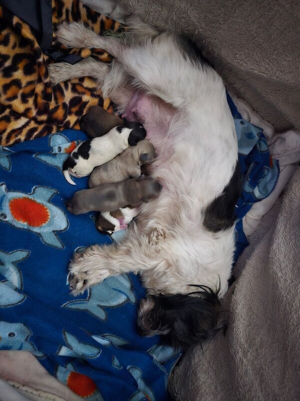 Shih Tzu puppies for sale in Barnsley, South Yorkshire – 5 weeks old