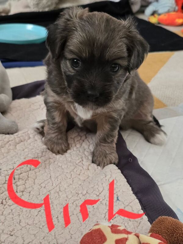 Shih Tzu puppies for sale in Barnsley, South Yorkshire – 5 weeks old - Image 2 of 3