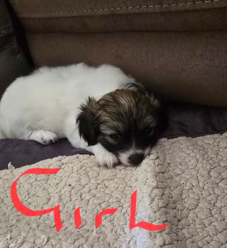 Shih Tzu puppies for sale in Barnsley, South Yorkshire – 5 weeks old - Image 3 of 3