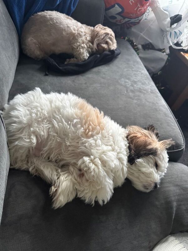 Shih Tzu puppies for sale in Linlithgow, West Lothian – 4 months old