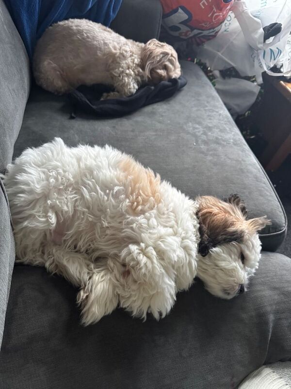 Shih Tzu puppies for sale in Linlithgow, West Lothian – 4 months old - Image 2 of 4