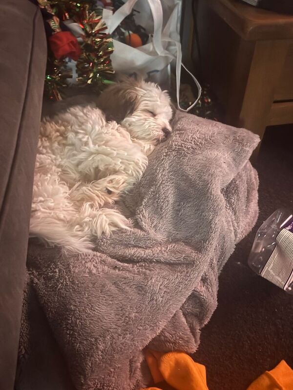 Shih Tzu puppies for sale in Linlithgow, West Lothian – 4 months old - Image 4 of 4