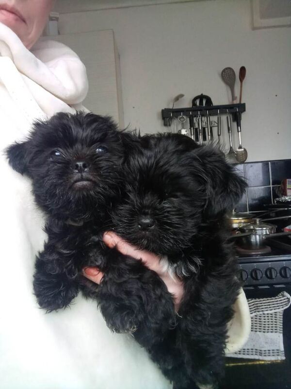 Shih Tzu Puppies For Sale