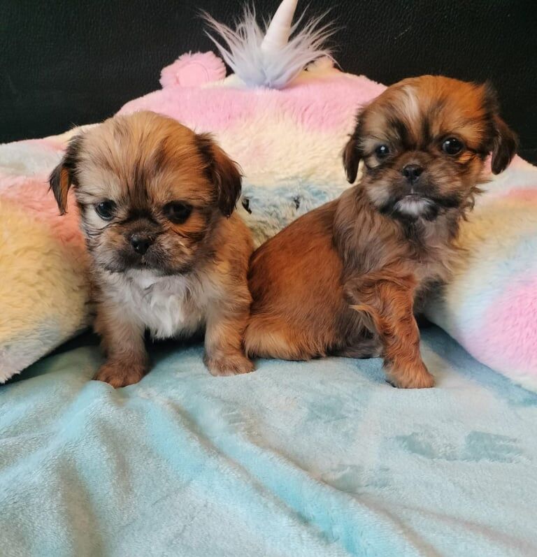Shih Tzu puppies for sale in Durham, Durham – 1 year old - Image 2 of 3