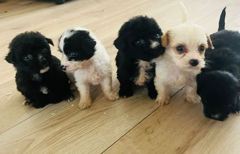Shih Tzu puppies for sale in Ilford, Greater London – 9 weeks old