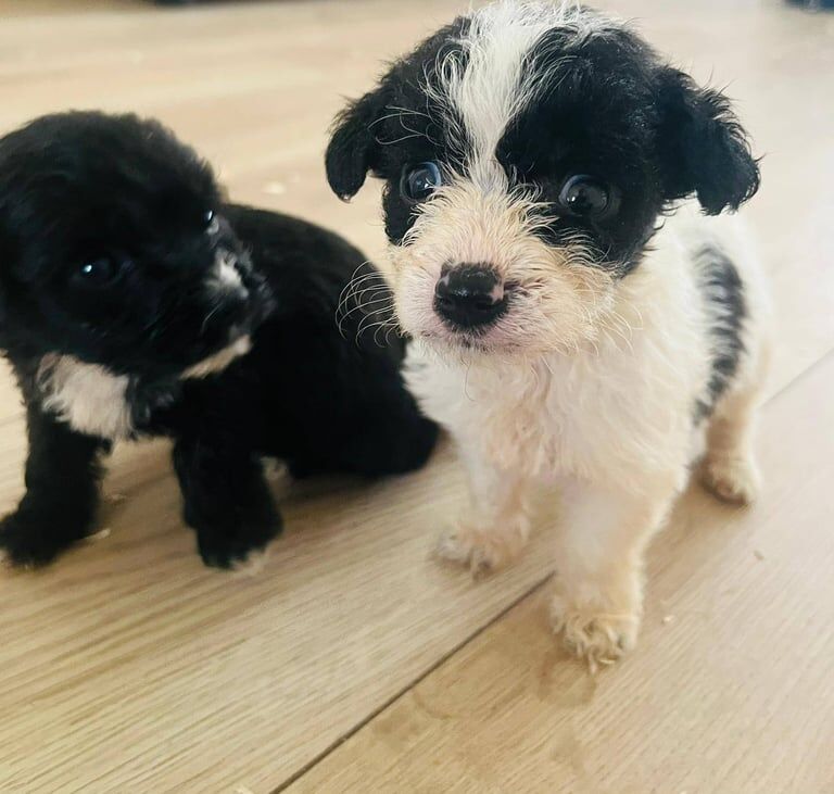 Shih Tzu puppies for sale in Ilford, Greater London – 9 weeks old - Image 2 of 3