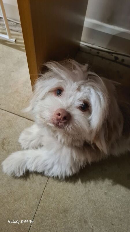 Shih tzu x pomeranian for sale in Poole, Dorset