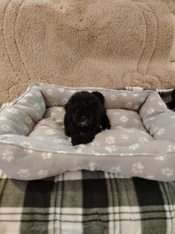 Shih Tzu puppies for sale in Belfast, County Antrim – 10 weeks old - Image 3 of 6