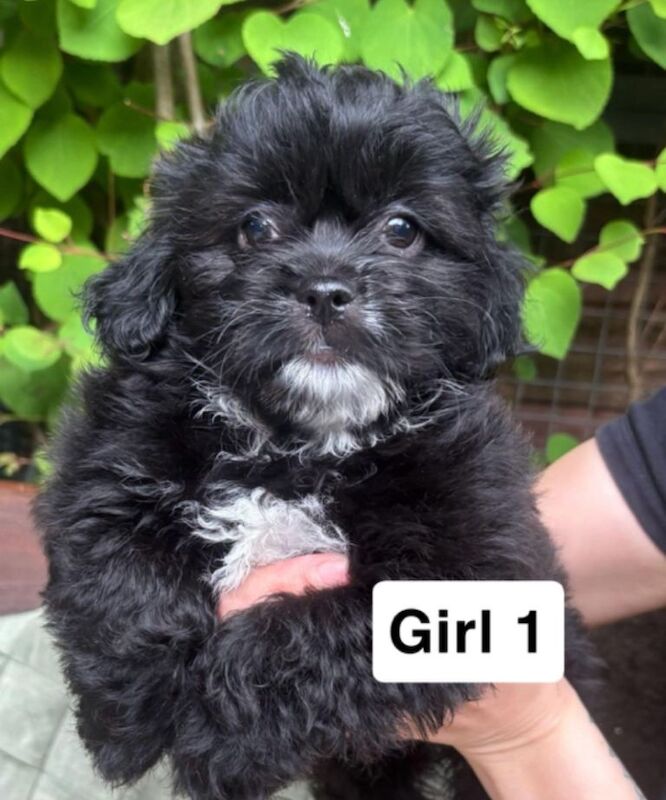 Shih Tzu Puppies For Sale