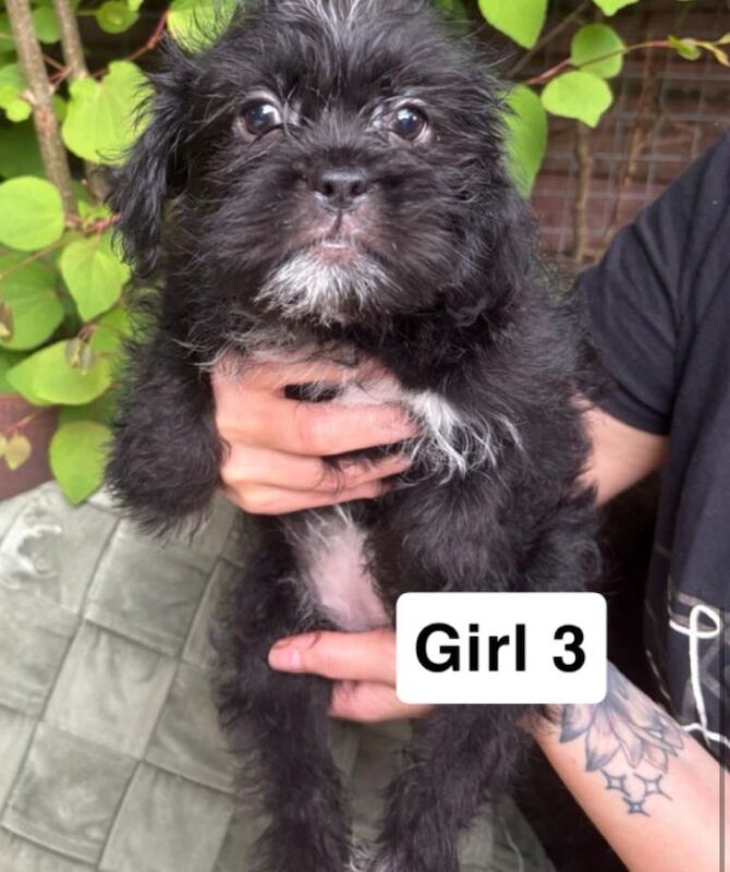 Shih Tzu x puppies - Image 3 of 5