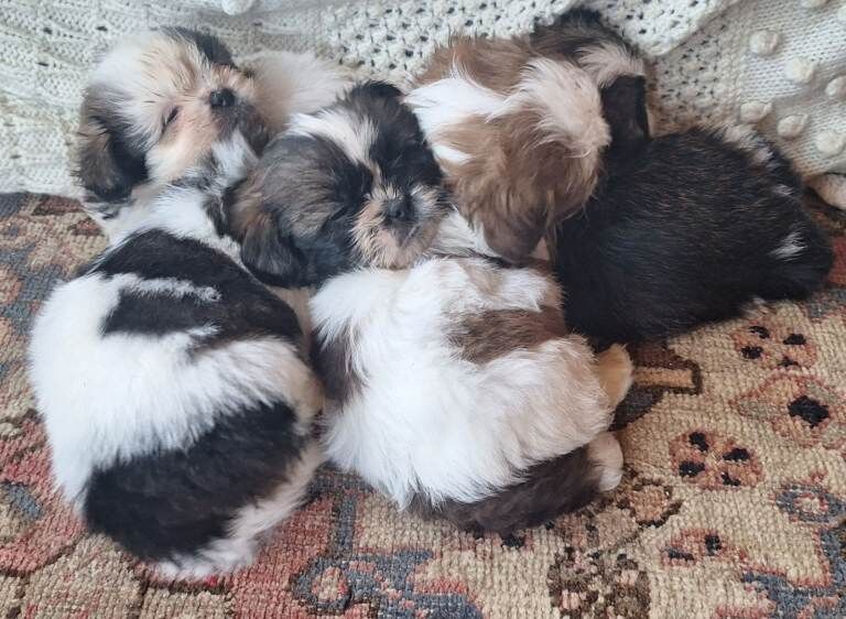 Shih Tzu puppies for sale in Wisbech, Cambridgeshire – 6 weeks old