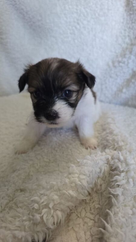 Shih Tzu x Spitz for sale in Stoke-on-Trent, Staffordshire