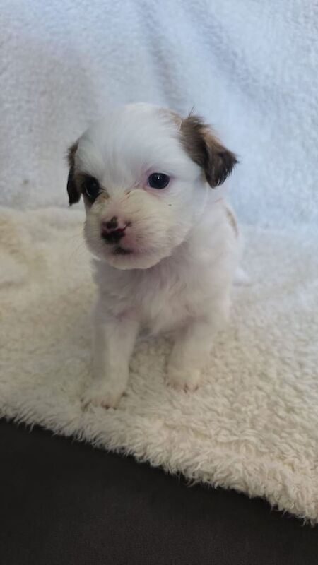 Shih Tzu x Spitz for sale in Stoke-on-Trent, Staffordshire | Image 2