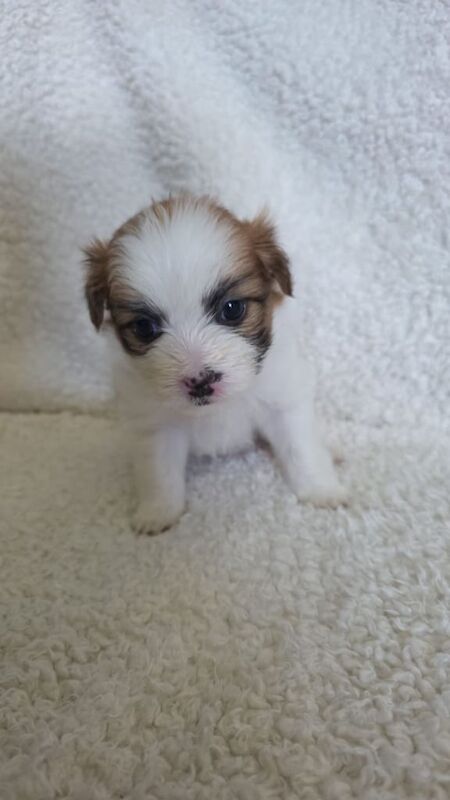 Shih Tzu x Spitz for sale in Stoke-on-Trent, Staffordshire | Image 3