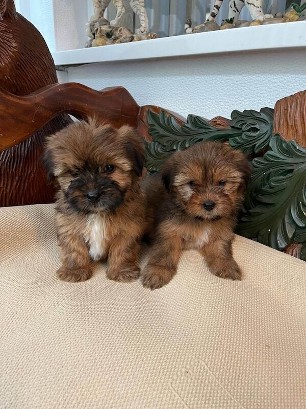 Shih Tzu puppies for sale in Londonderry, County Londonderry – 9 weeks old