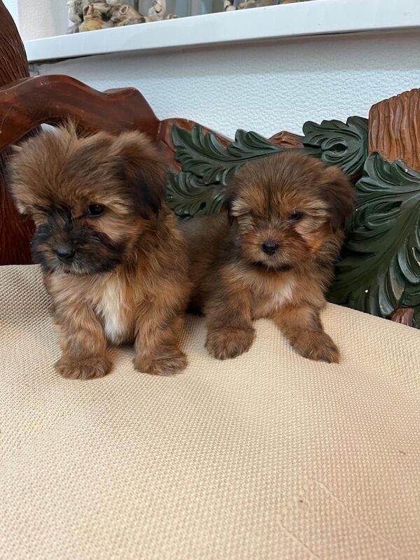 Shih Tzu puppies for sale in Londonderry, County Londonderry – 9 weeks old - Image 2 of 3