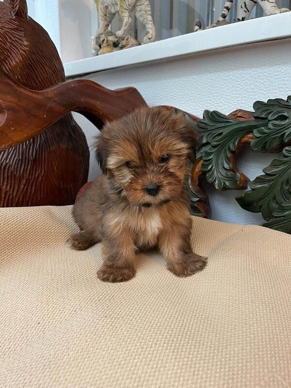 Shih Tzu puppies for sale in Londonderry, County Londonderry – 9 weeks old - Image 3 of 3