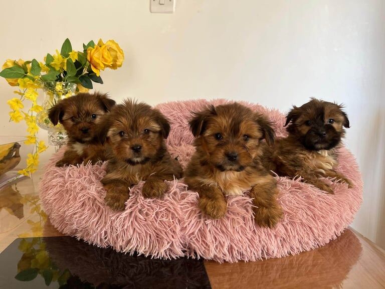 Shih Tzu puppies for sale in Londonderry, County Londonderry – 8 weeks old