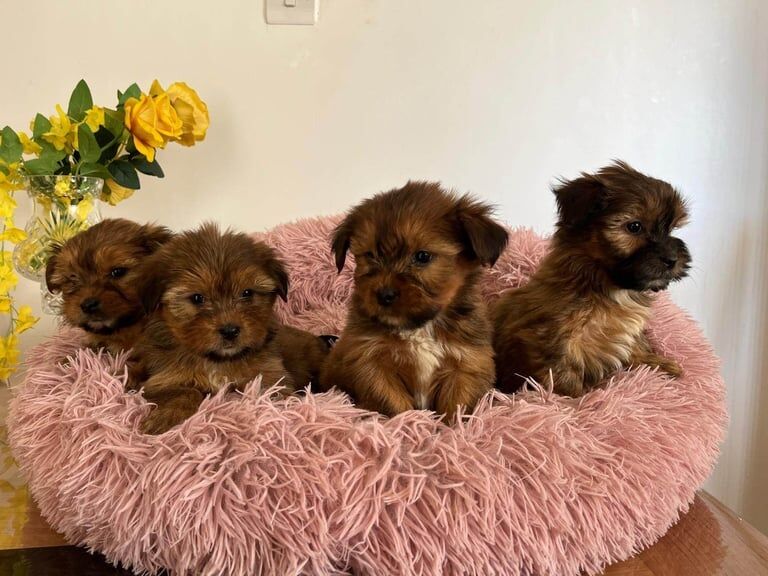 Shih Tzu puppies for sale in Londonderry, County Londonderry – 8 weeks old - Image 2 of 3