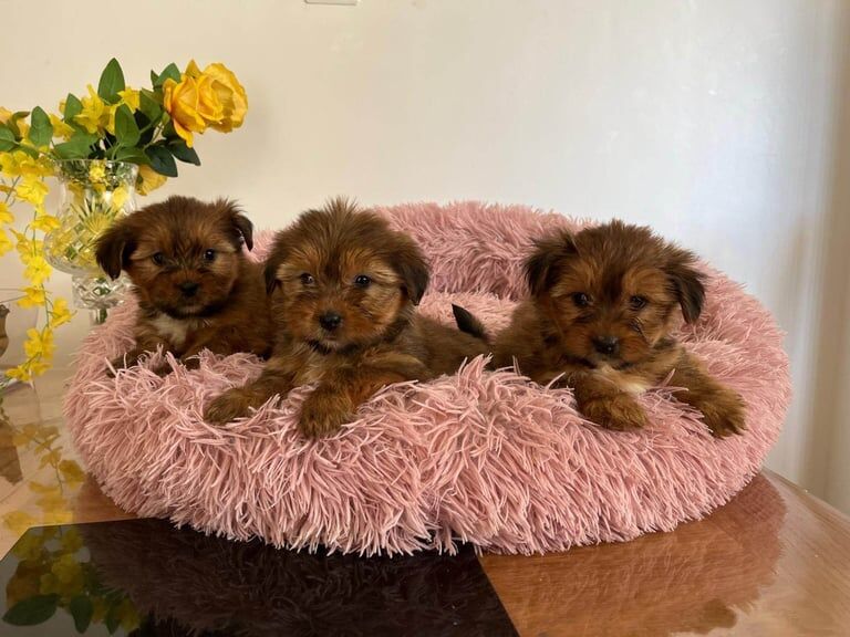 Shih Tzu puppies for sale in Londonderry, County Londonderry – 8 weeks old - Image 3 of 3