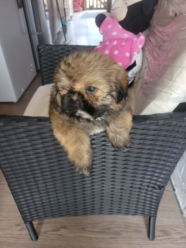 Shih Tzu puppies for sale in Leicester, Leicestershire – 9 weeks old