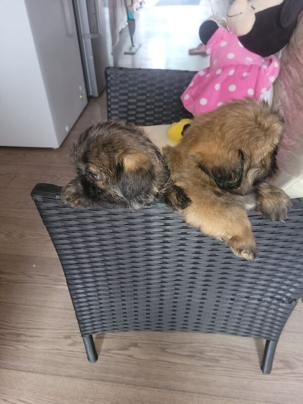 Shih tzus - Image 2 of 3