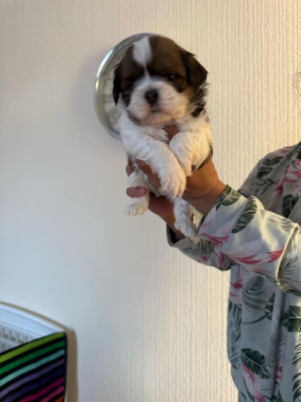 Shih Tzus puppies for sale in Brightlingsea, Essex