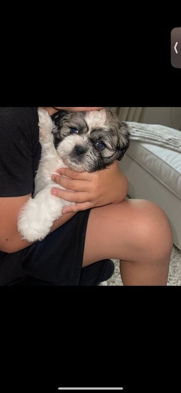 Shih Tzu puppies for sale in Macclesfield, Cheshire – 3 months old